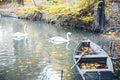 Swan sweem in the lake in autumn day Royalty Free Stock Photo