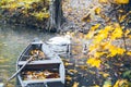 Swan sweem in the lake in autumn day Royalty Free Stock Photo