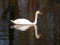 A swan swiiming in the lake Royalty Free Stock Photo