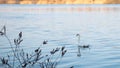 Swan swim in the blue river