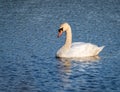 Swan swiming in sea at Inverkip Scotland UK on summers day Royalty Free Stock Photo
