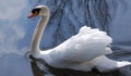 Swan swimming