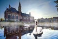 Swan swimming in Autumn mist Royalty Free Stock Photo