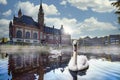 Swan swimming in Autumn mist Royalty Free Stock Photo