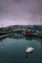 Swan Swimming at Bristol Marina Royalty Free Stock Photo