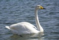 Swan in Sayram Lake Royalty Free Stock Photo
