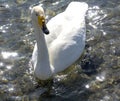 Swan in Sayram Lake Royalty Free Stock Photo