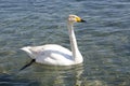 Swan in Sayram Lake Royalty Free Stock Photo