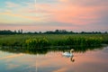 A swan is swimming in the calm water of a dutch canal in the beautiful dutch polder landscape at sunset
