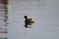 Swan swimming in Dal lake Srinagar Royalty Free Stock Photo