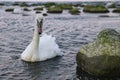 Swan swimming at dusk