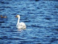 Swan is swimming in Estonia river Royalty Free Stock Photo