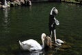 Swan Swimming in a Fountain Near a Statue in Monte Palace Tropical Garden, Madeira Royalty Free Stock Photo