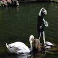 Swan Swimming in a Fountain Near a Statue in Monte Palace Tropical Garden, Madeira Royalty Free Stock Photo