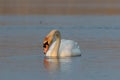 Mute Swan swimming in sunset Royalty Free Stock Photo