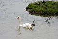 Swan swimming in a lagoon