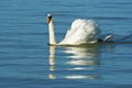Swan swimming on lake Royalty Free Stock Photo