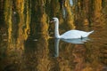 swan swimming in the lake on autumnal sunset reflection