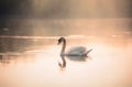 Swan is swimming on the lake.