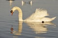 Swan swimming on the calm lake