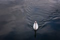 A swan is swimming on the lake of Hallstatt, Austria. Royalty Free Stock Photo