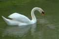 Swan swimming in lake isolated Royalty Free Stock Photo