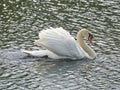 Swan swimming on a lake