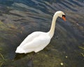 swan is swimming on the lake