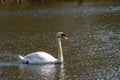 Swan swimming on a lake