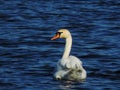 Swan is swimming in a lake Royalty Free Stock Photo