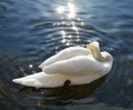 swan is swimming on the lake under sun rays