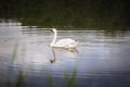 Swan swimming on the lake. White swan bird on the clean water