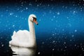 Swan swimming in a magic blizzard. Mystic night. Magic lake. Royalty Free Stock Photo