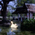 Swan swimming in peaceful lake