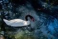 Swan swimming in a pond with water ripples. Royalty Free Stock Photo