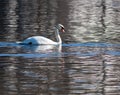 Swan swimming on the river