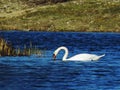 Swan swimming in the river Royalty Free Stock Photo
