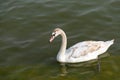 Swan swimming in a river Royalty Free Stock Photo