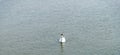 Swan swimming in a river Royalty Free Stock Photo