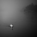 Swan swimming in the  river Thames Royalty Free Stock Photo