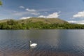 Swan swimming by shore of Grasmere Royalty Free Stock Photo