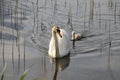 Swan swimming with single signet following.