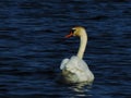 Swan is swimming with a special style in a lake Royalty Free Stock Photo