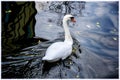 Swan swimming in the Strasbourg canal Royalty Free Stock Photo