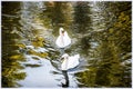 Swans swimming in the Strasbourg canal Royalty Free Stock Photo