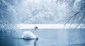 A swan is swimming in a winter lake with snow on the trees Royalty Free Stock Photo