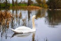 A swan swims away in an autumn pond Royalty Free Stock Photo