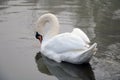 A swan swims on a lake on a foggy autumn morning Royalty Free Stock Photo