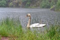 A swan swims near the grass in the lake Royalty Free Stock Photo