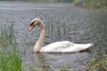 A swan swims in the rain in the lake Royalty Free Stock Photo